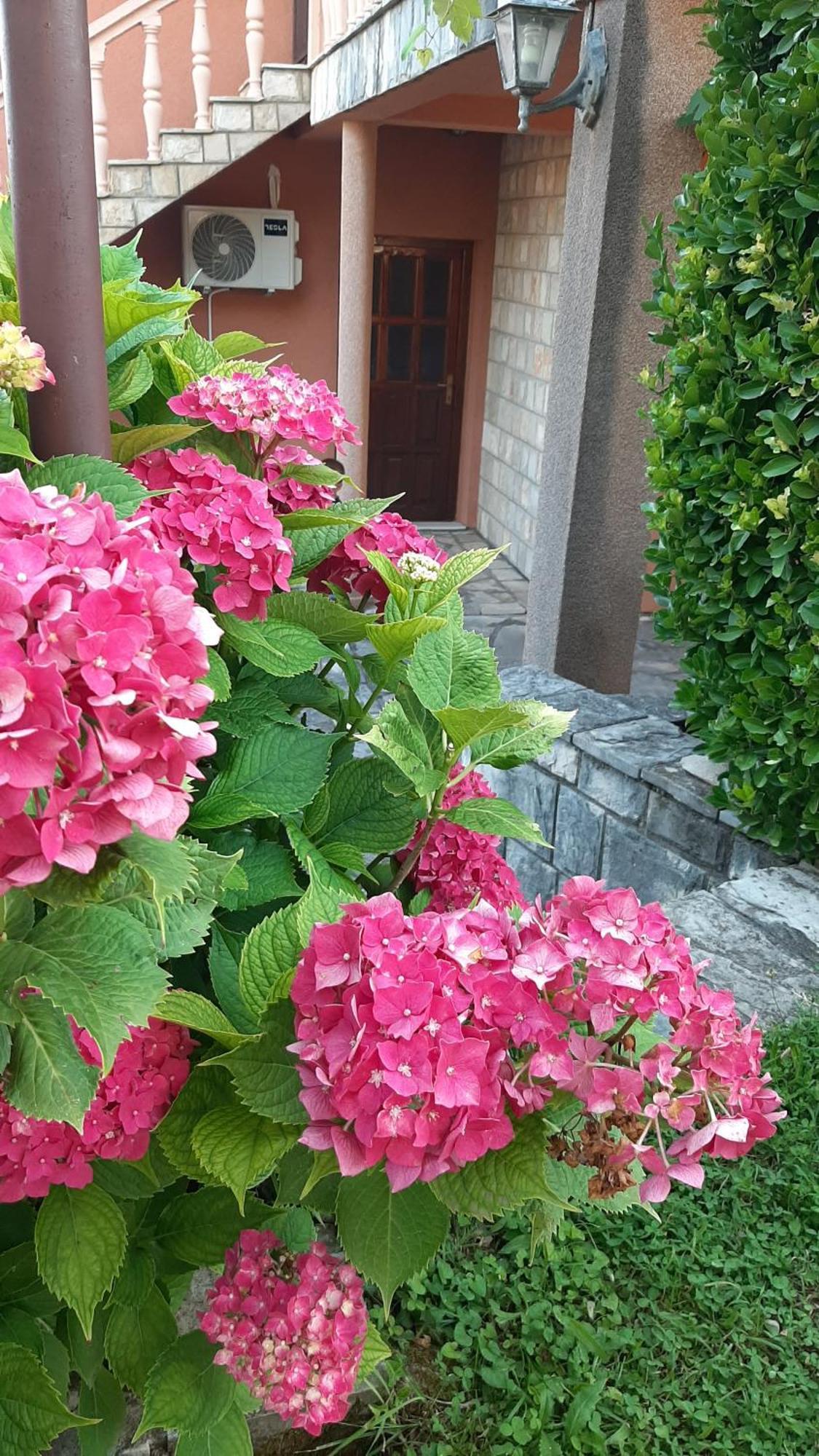 Apartmani "Dukic" Pelinovo الغرفة الصورة