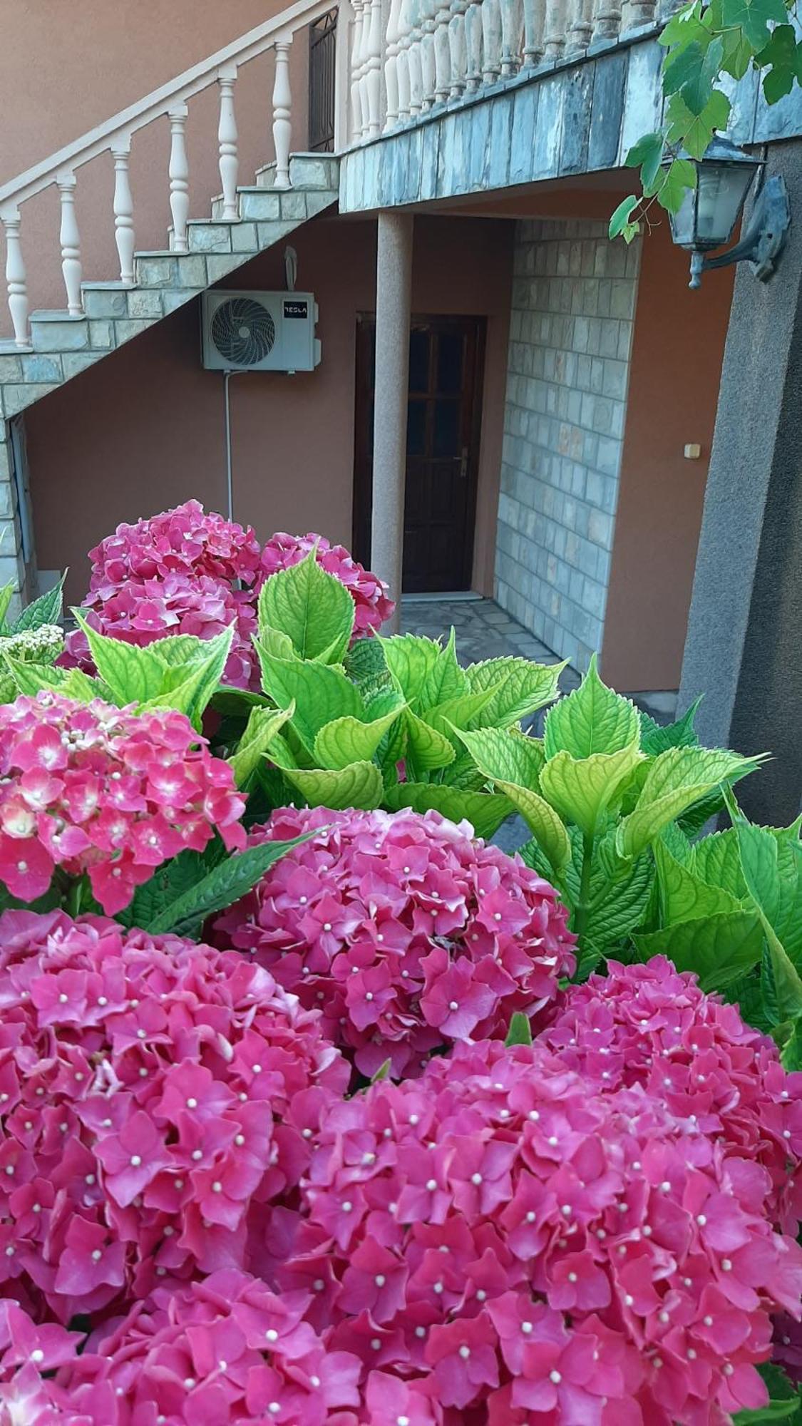 Apartmani "Dukic" Pelinovo الغرفة الصورة